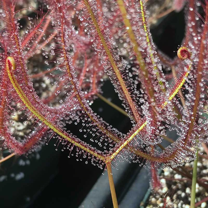 Drosera Marston's Dragon