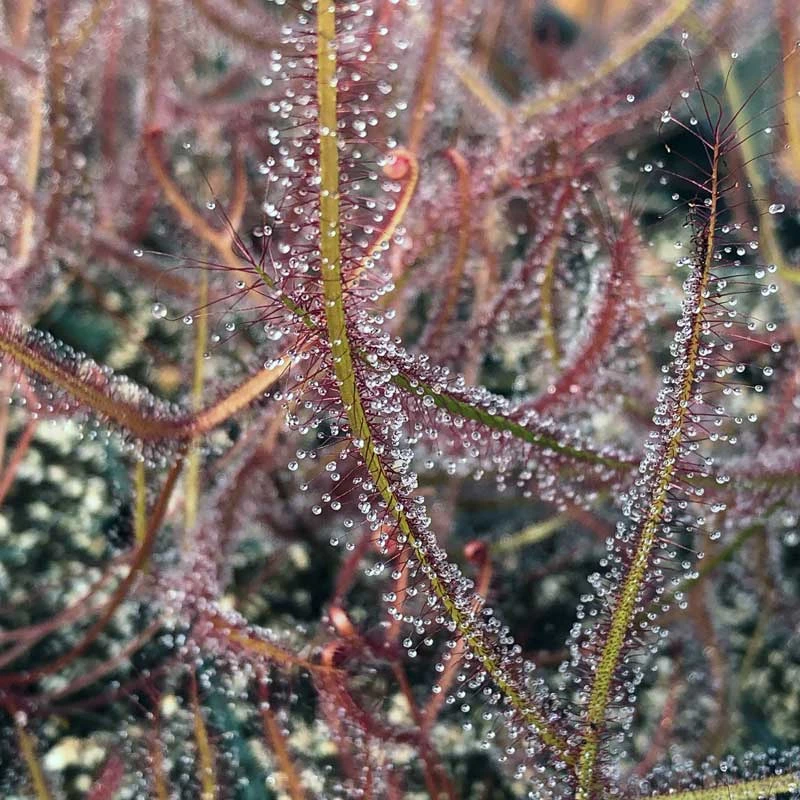 Drosera Marston's Dragon