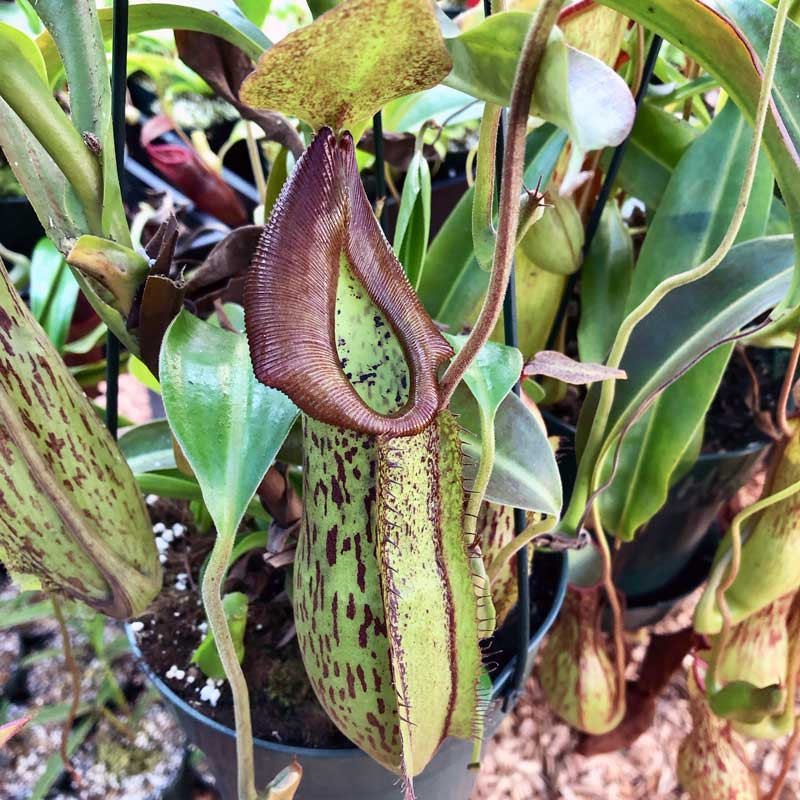 Nepenthes Fancy Fish, mother plant