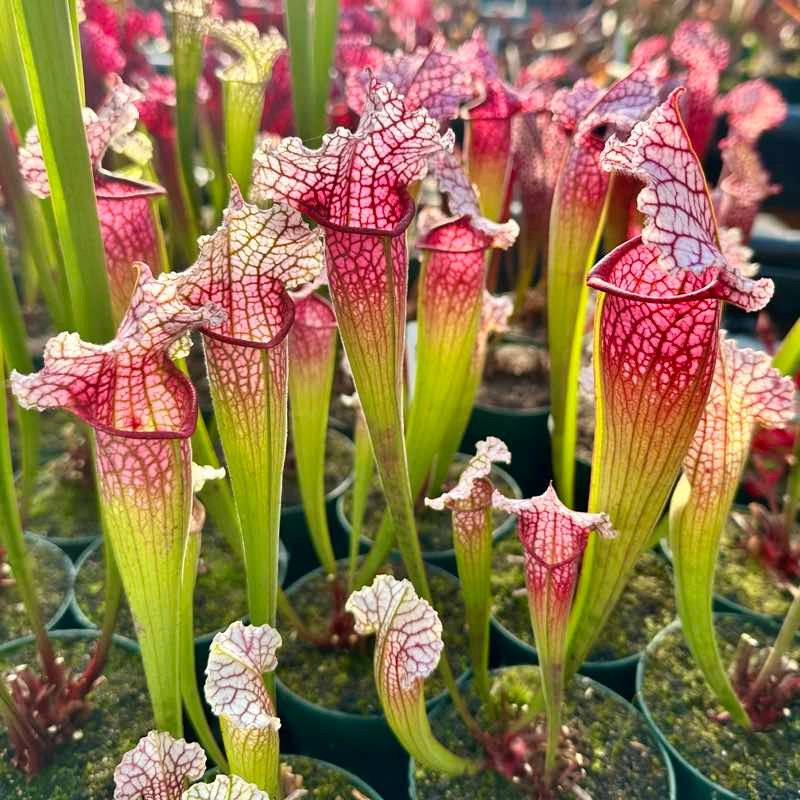 Sarracenia leucophylla x mitchelliana for Sale. Grow Carnivorous