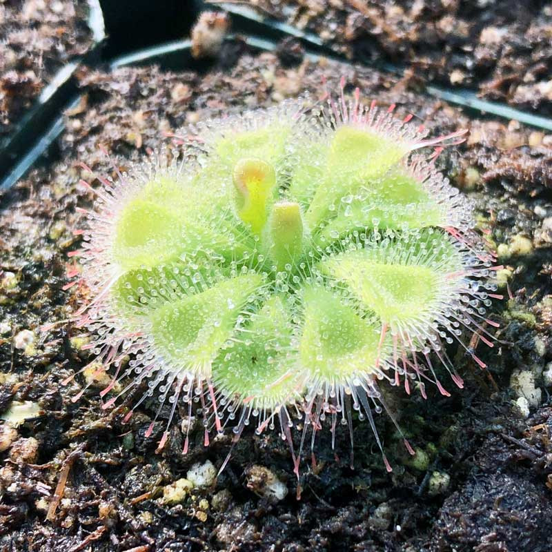 Drosera burmannii for Sale. Grow Carnivorous Plants!