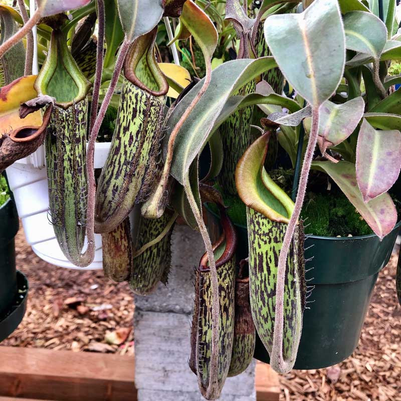 Nepenthes x Velvet for sale. Grow Carnivorous Plants! Nepenthes x Velvet for sale. Grow Carnivorous Plants!