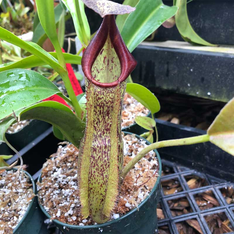 Nepenthes maxima x spathulata for sale. Grow Carnivorous Plants!