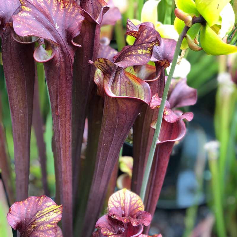 Sarracenia Black Widow Sister