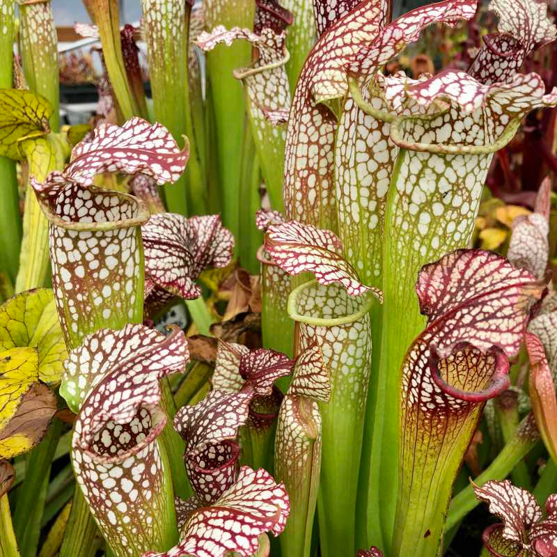 Sarracenia Lorax