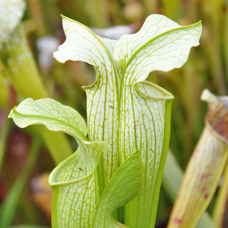 Sarracenia White Knight for Sale