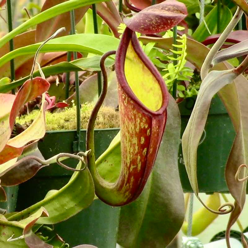 Nepenthes Ruby Alice, mother plant