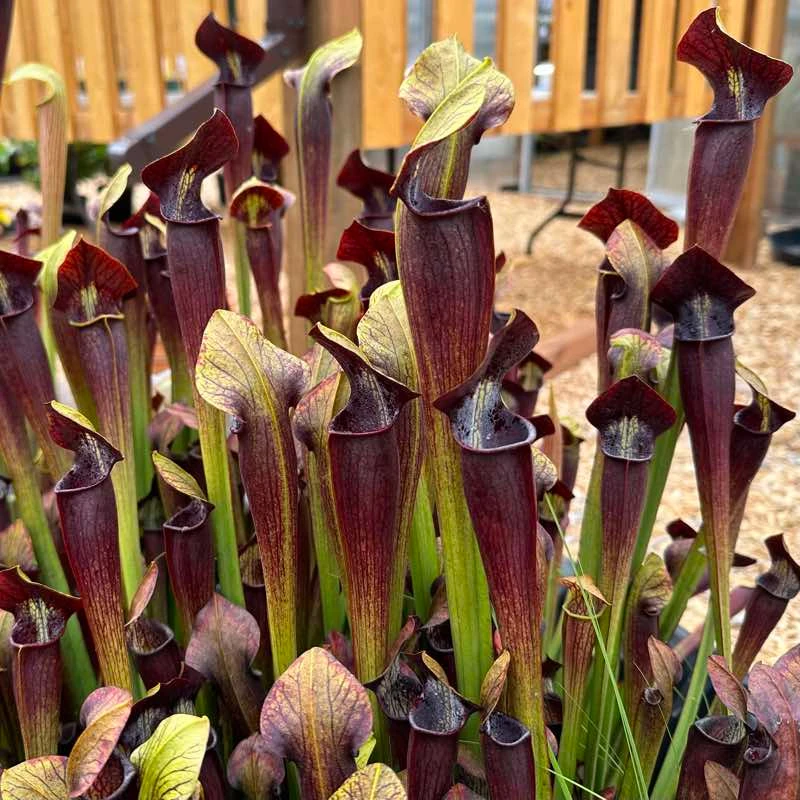 Sarracenia alata Orthus (Improved Night)