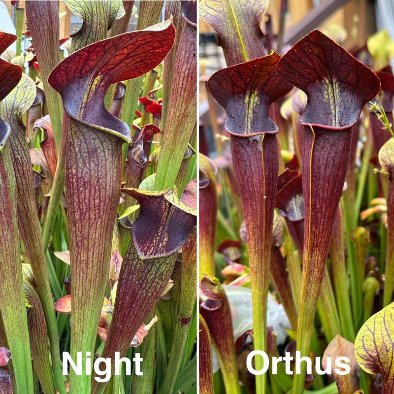 Sarracenia alata Orthus (Improved Night)