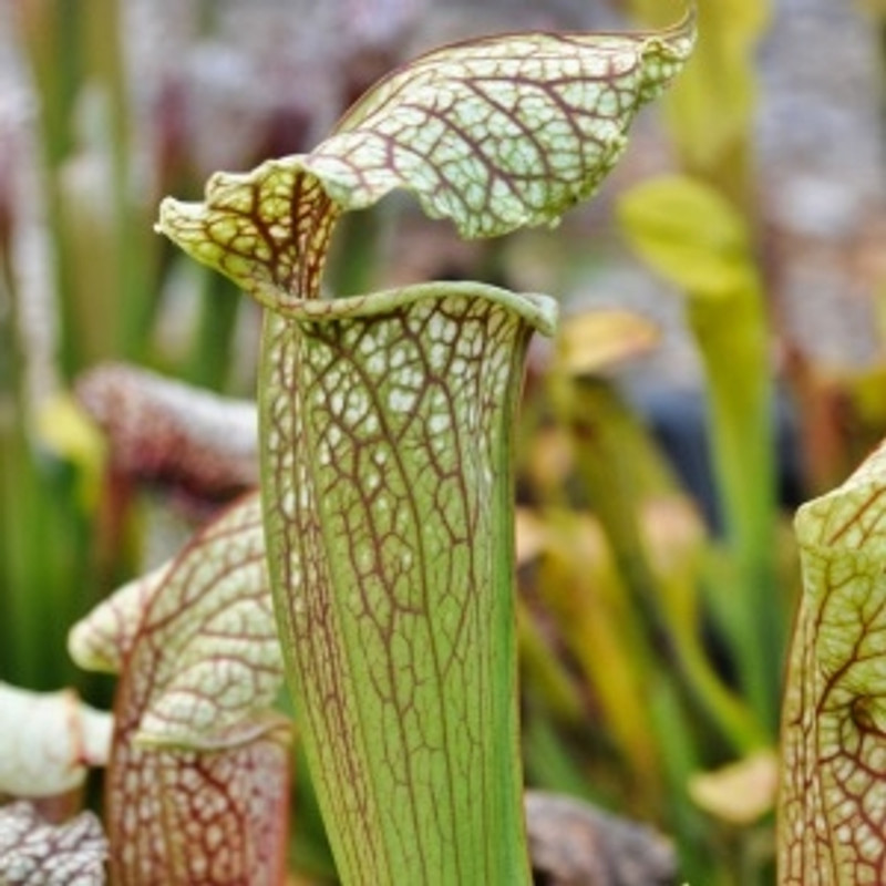 Sarracenia x "Graham's Gem"