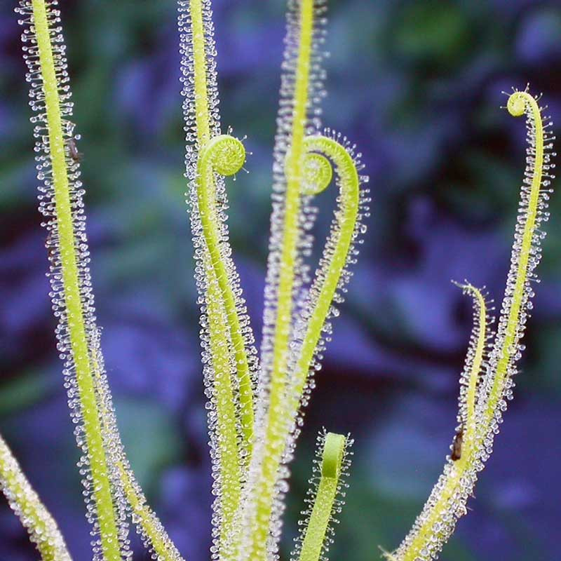 Drosera trayci