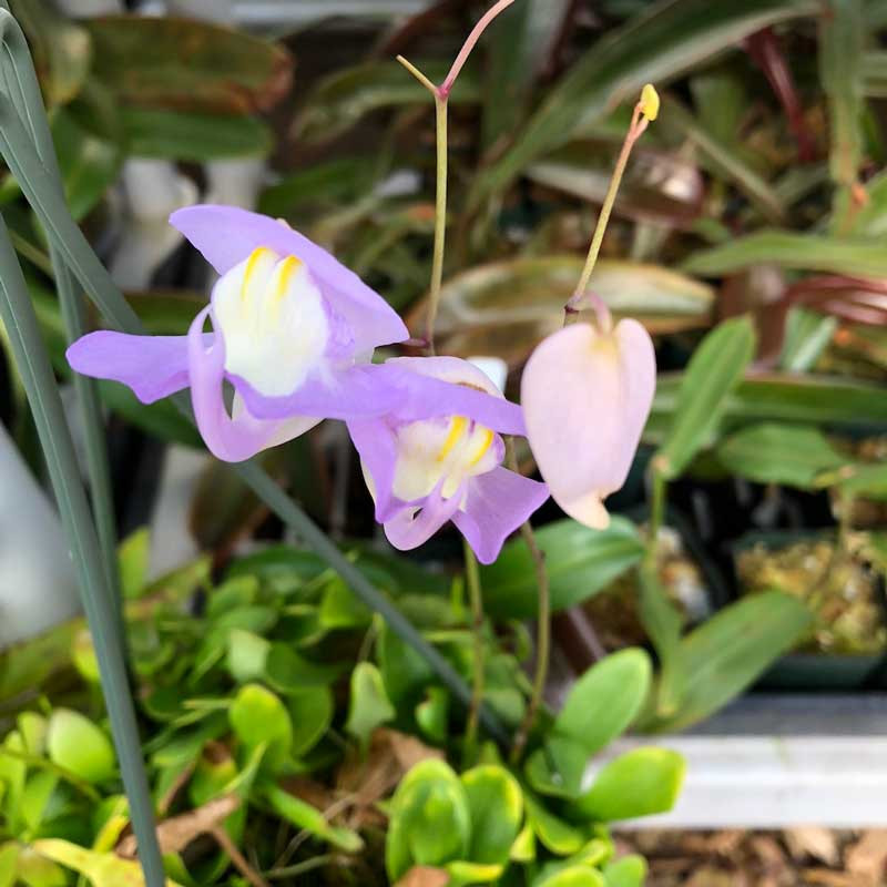 Flowers of Utricularia alpina x humboldtii.