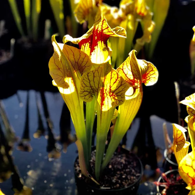 Sarracenia Cascadian Summer