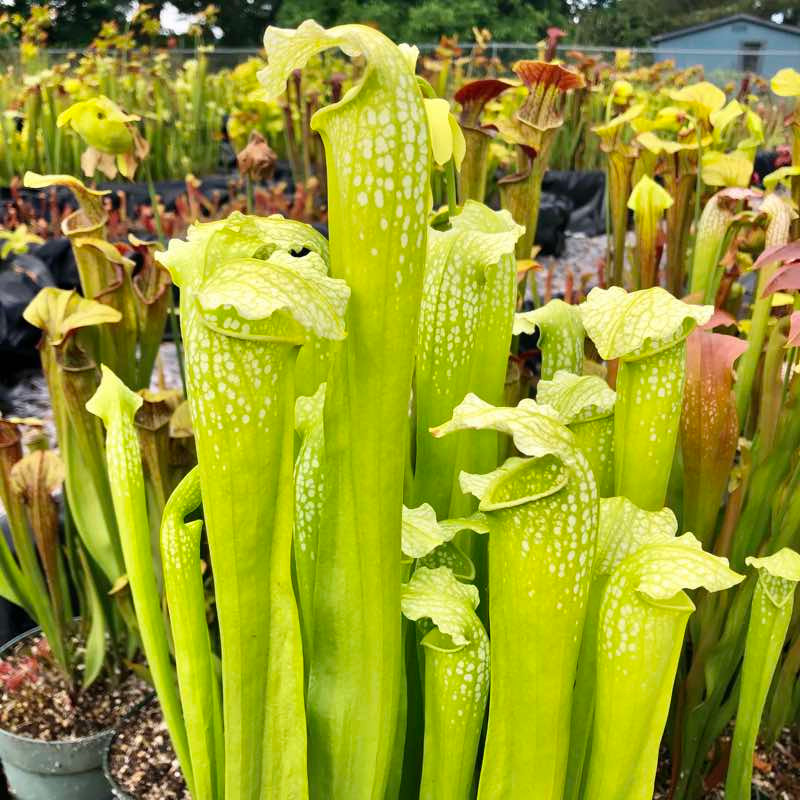 Sarracenia Green Monster for Sale