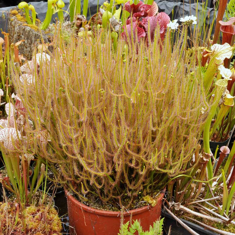 An extremely large pot of Drosera dichotoma, Giant Staghorn.