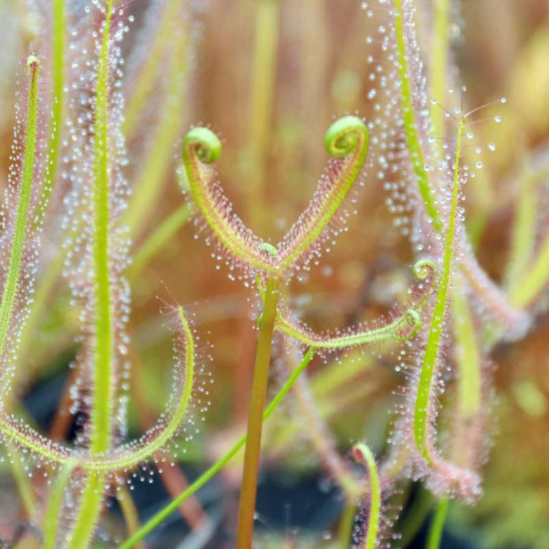 A young Drosera dichotoma, Giant Staghorn.