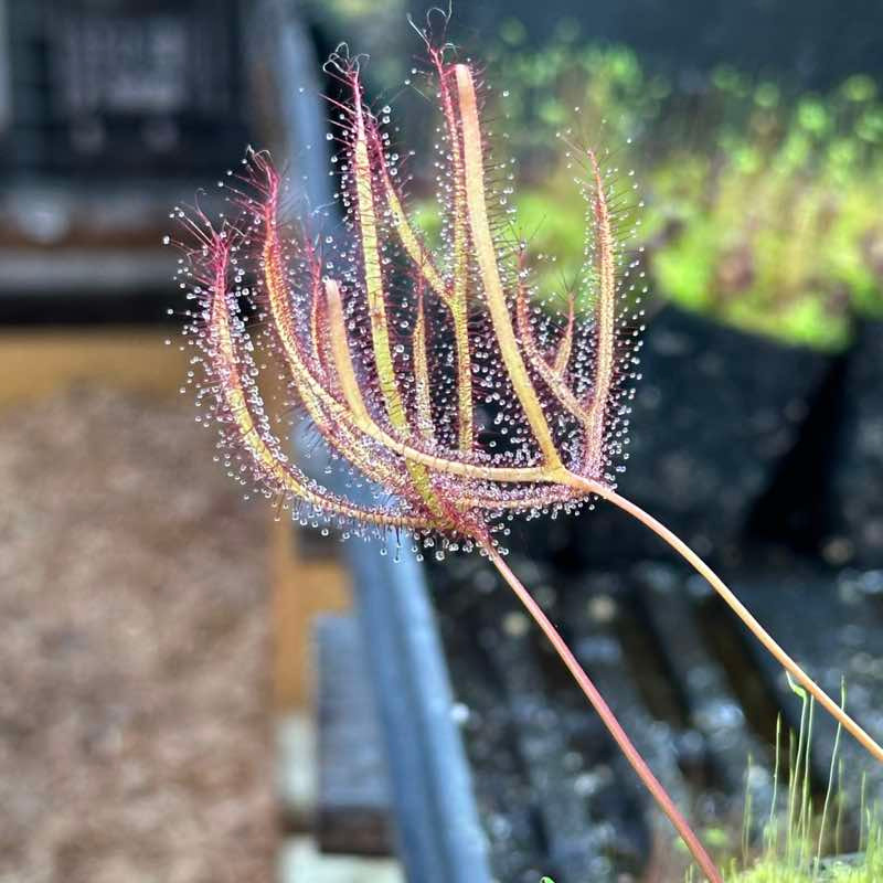 Drosera multifida, Evans Head