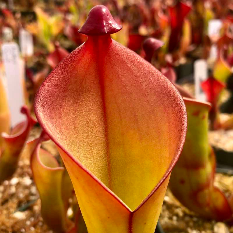 Heliamphora heterodoxa x ionansi for sale. Grow Carnivorous Plants!