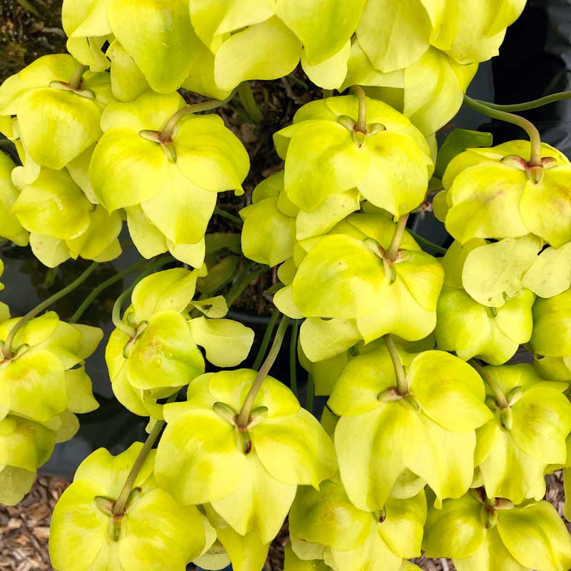 Sarracenia Mountain Meadow