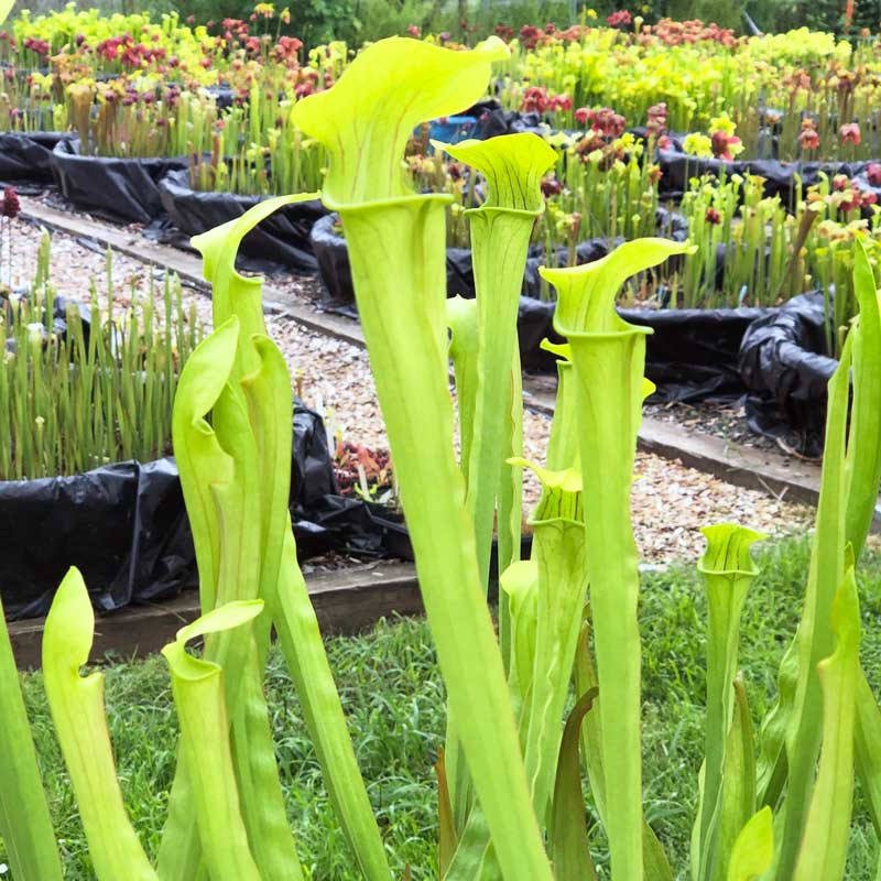 Sarracenia Mountain Meadow for Sale