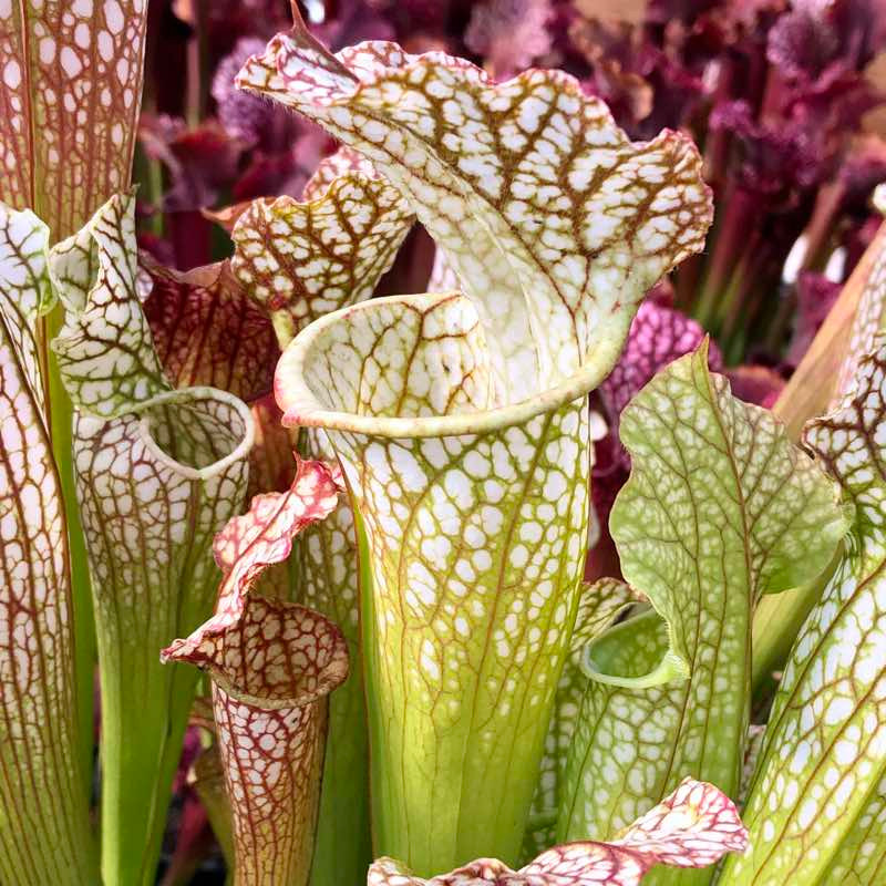 Sarracenia Opakapaka