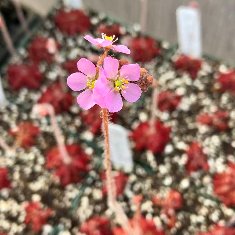 Drosera tomentosa for Sale.