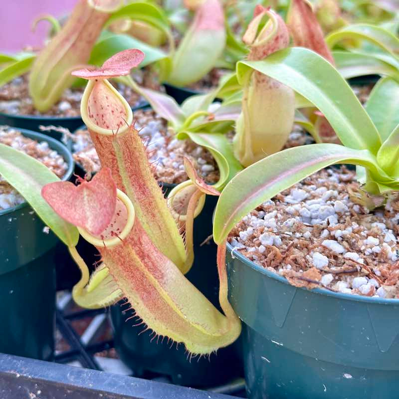 Nepenthes sanguinea