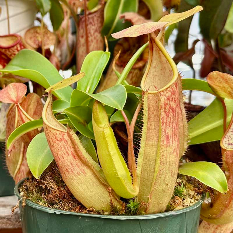 Nepenthes sanguinea