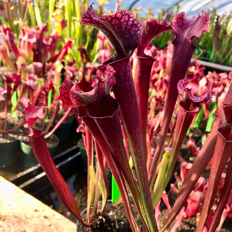 Sarracenia Judith Hindle for Sale