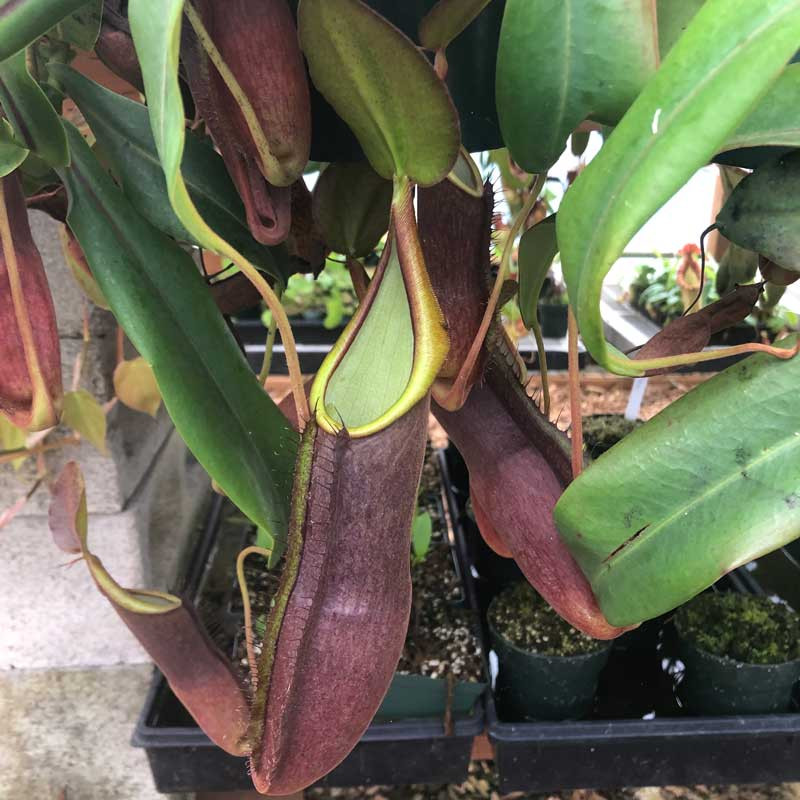 Nepenthes sanguinea Leilani, mother plant