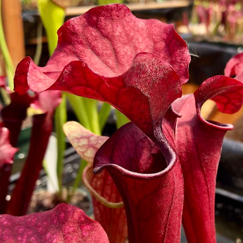 Sarracenia oreophila x Judith Hindle