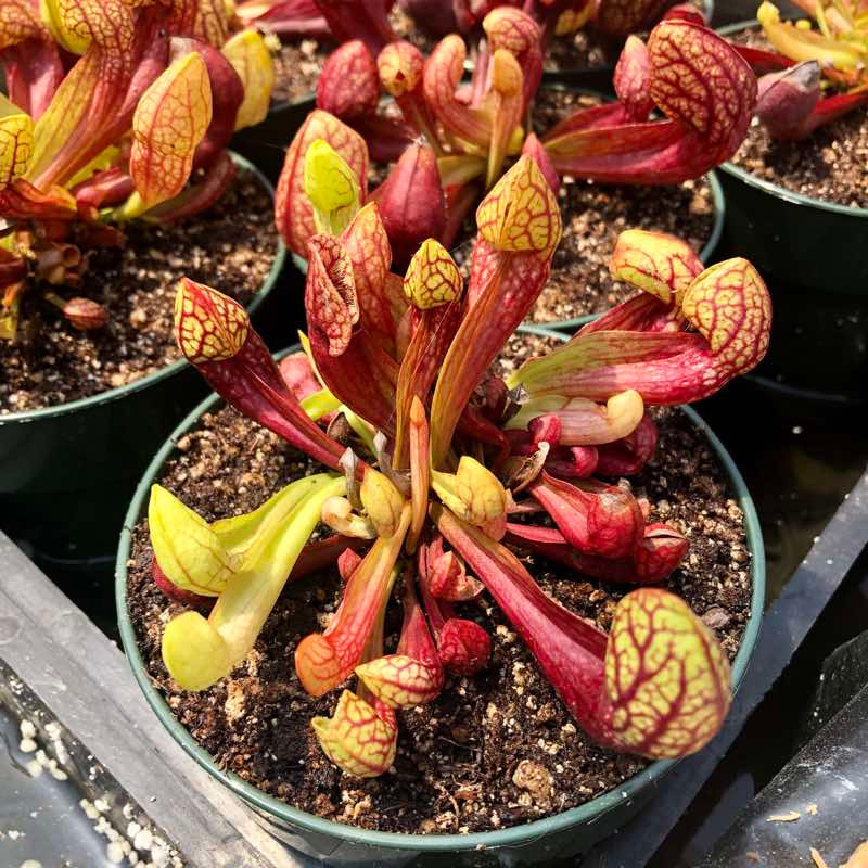 Sarracenia psitticana x purpurea montana for sale.