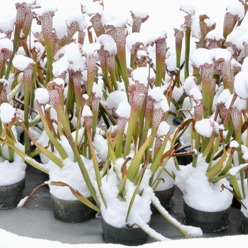 Sarracenia leucophylla Firebird
