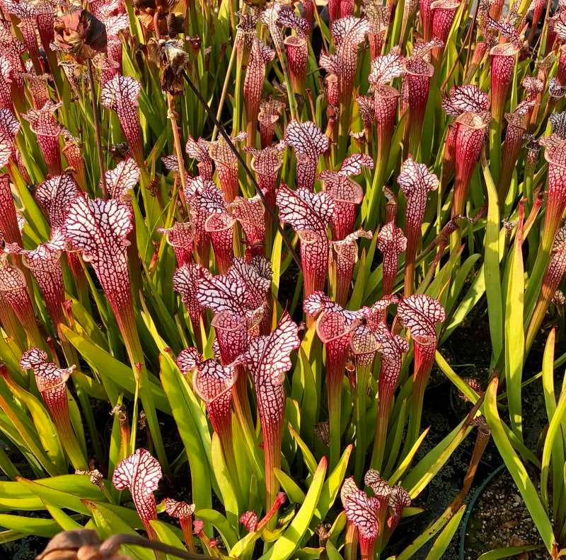 Sarracenia leucophylla Firebird