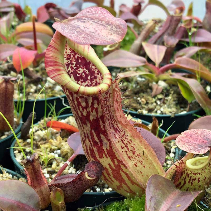 Nepenthes boschiana x veitchii for Sale