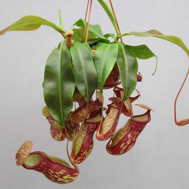 Nepenthes Gaya, a hybrid created by Sam Estes of Leilani Nepenthes. Nepenthes khasiana x (ventricosa x maxima)