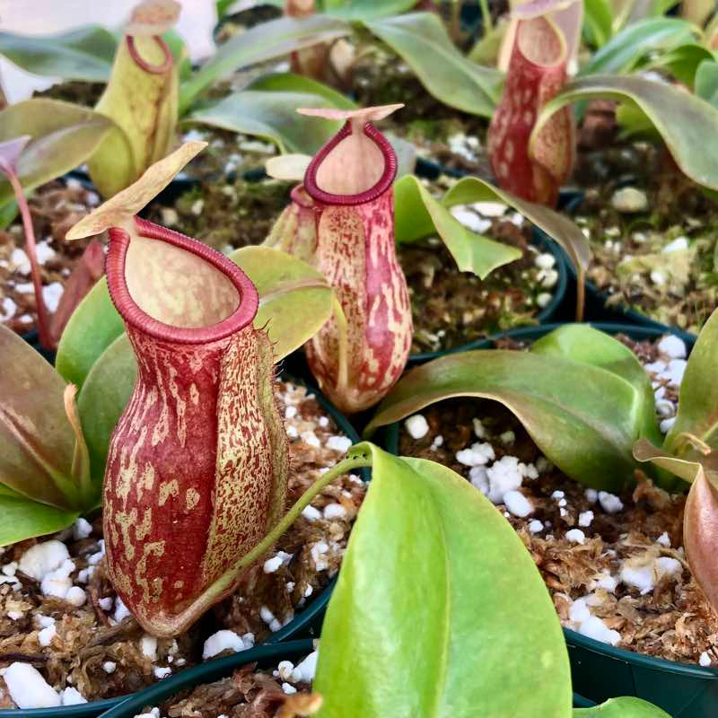 Nepenthes Gaya for Sale