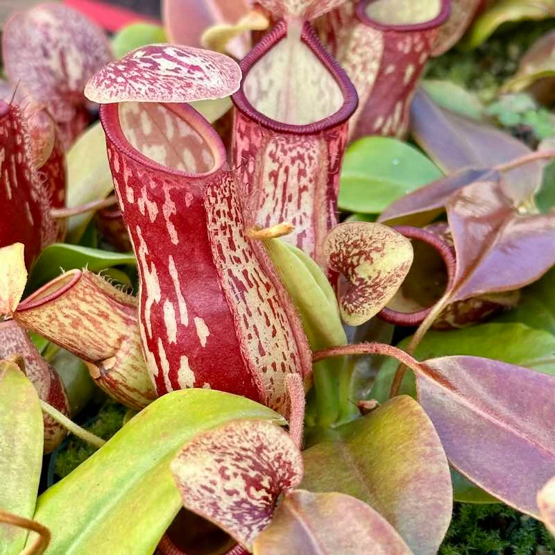 Nepenthes Gaya