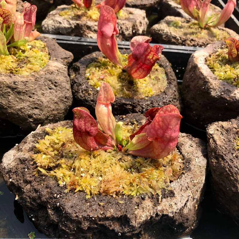 Rock Garden - Sarracenia purpurea