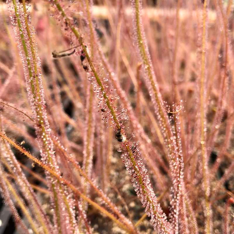 Drosera californica for Sale