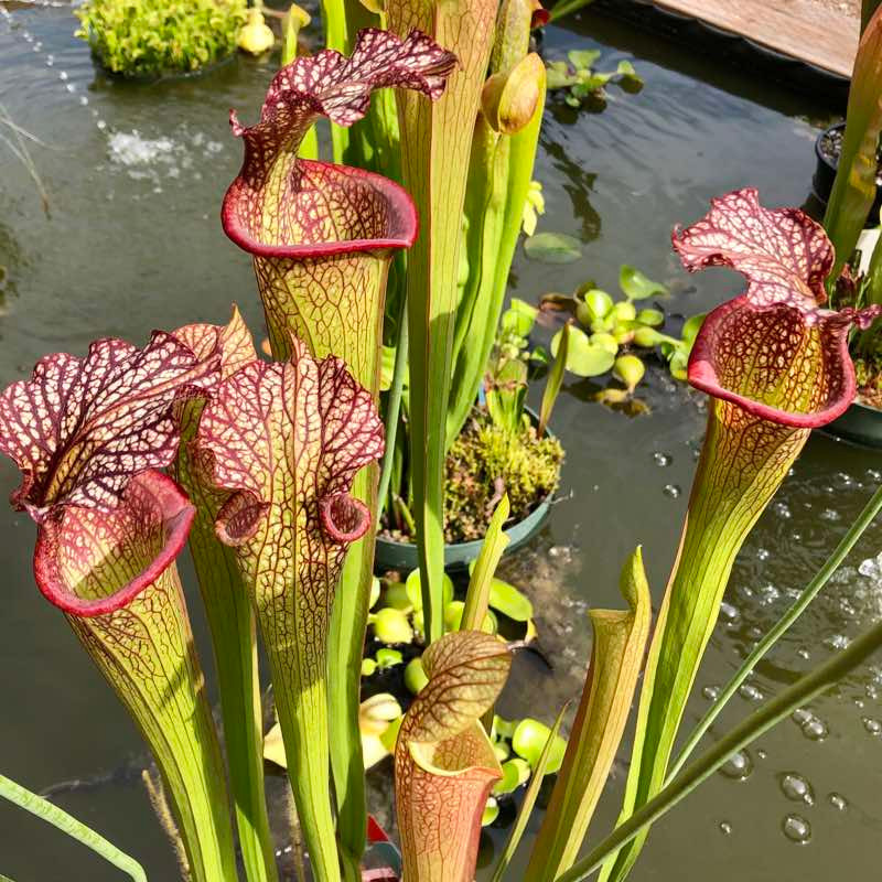 Sarracenia The Kraken For Sale