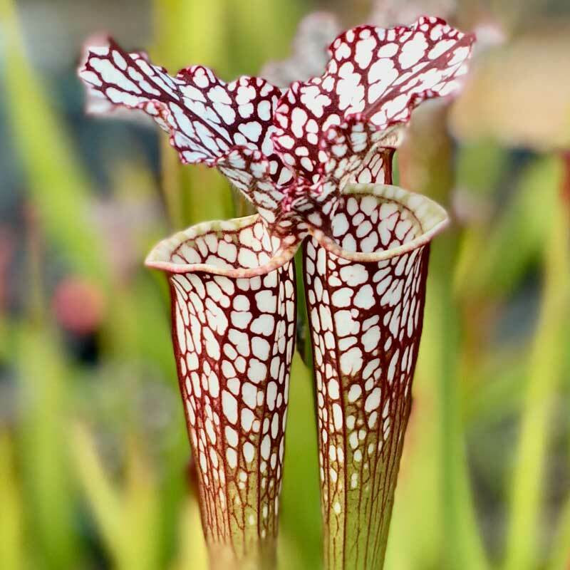 サラセニア レウコフィラ ベリーホワイトトップス 食虫植物 サラセニア レウコフィラ ベリーホワイトトップス 食虫植物 サラセニア