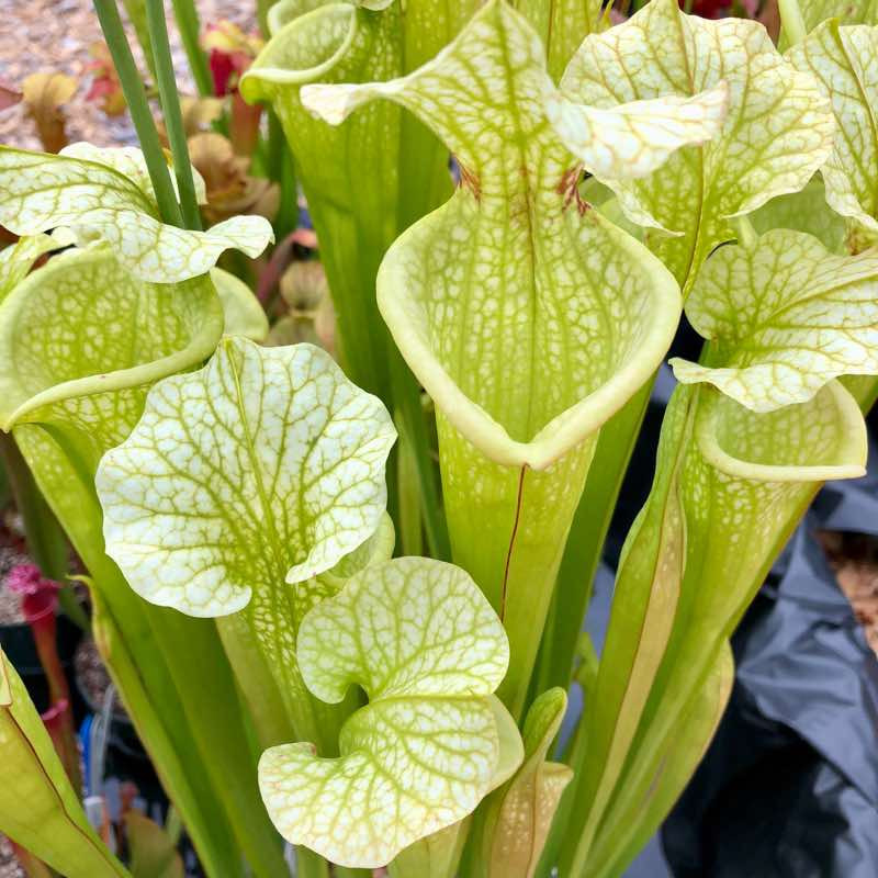 Sarracenia Hurricane Creek White x Adrian Slack