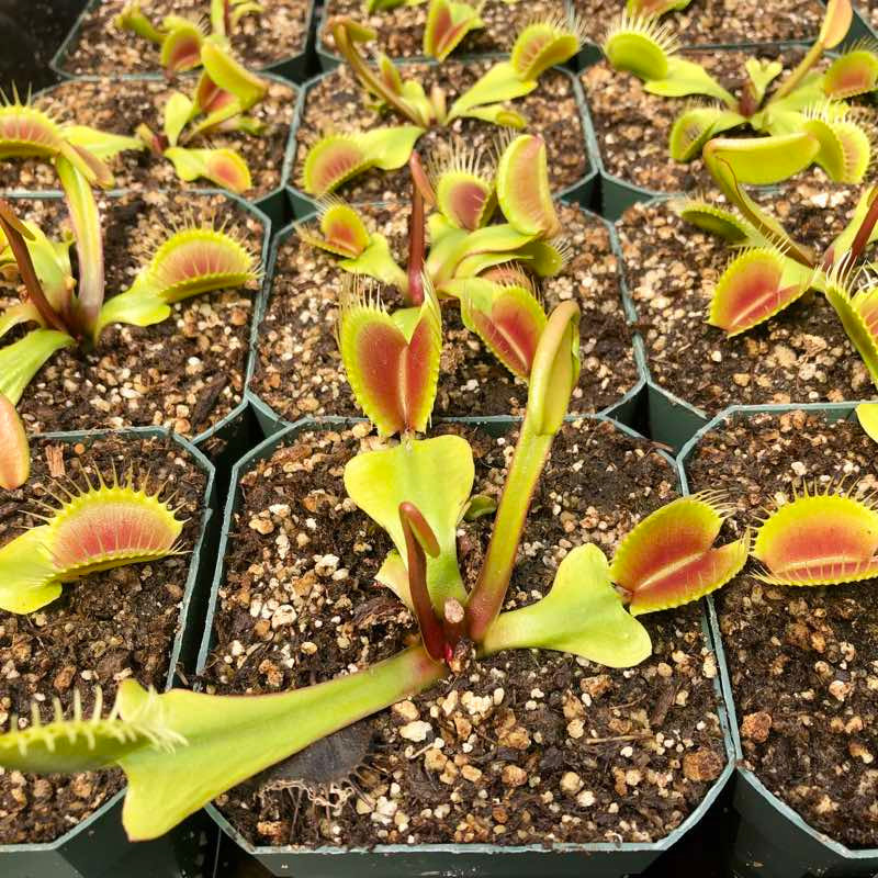 Dionaea muscipula "DCXL"