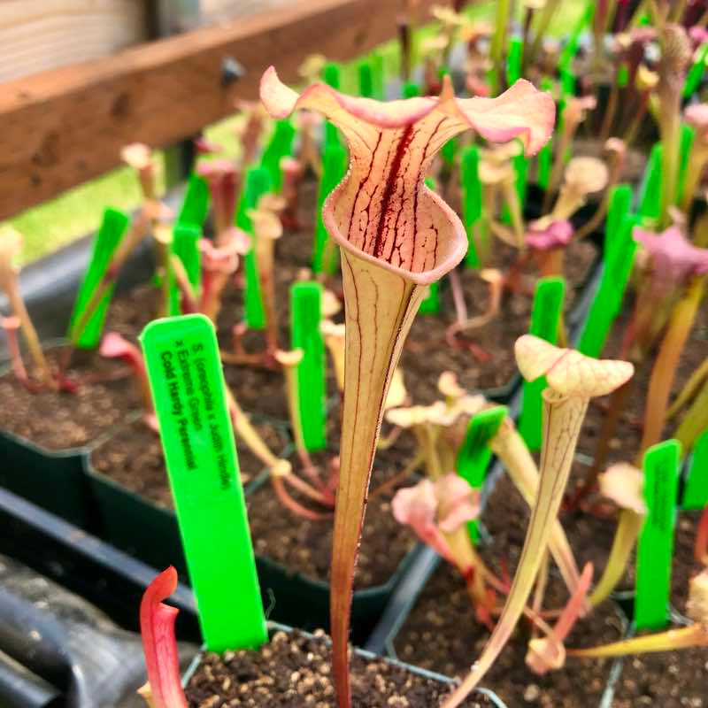 Sarracenia (oreophila x Judith Hindle) x Extreme Green