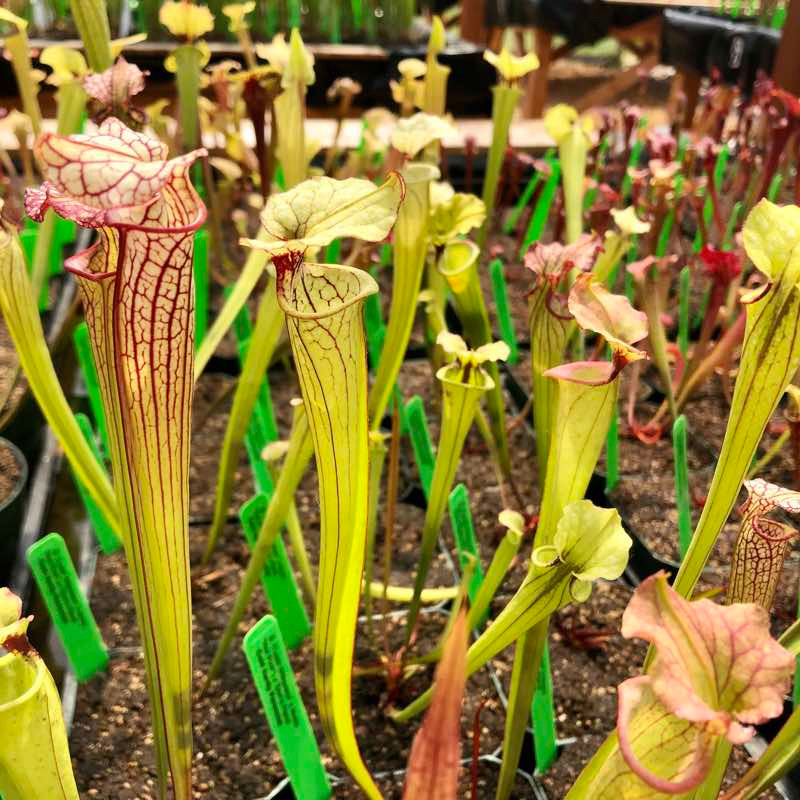 Sarracenia (Leah Wilkerson x leucophylla Hot Pink) x Don's Flava (SG)