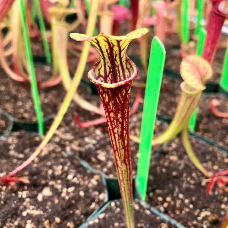 Sarracenia Doreen's Colossus x The Kraken (SG)