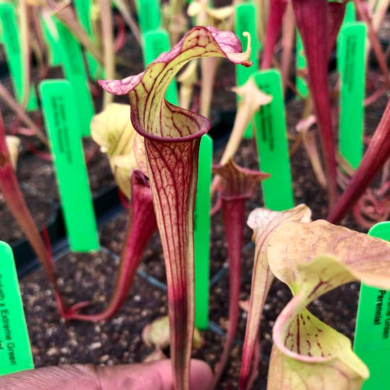 Sarracenia Goliath x Extreme Green for Sale