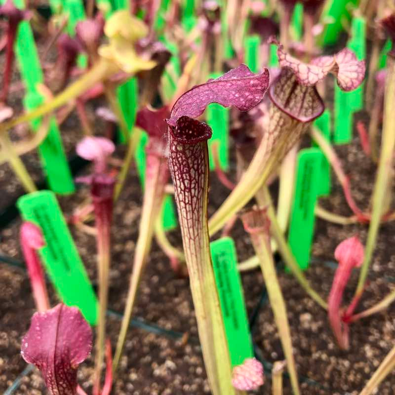 Sarracenia rubra jonseii x The Kraken for Sale