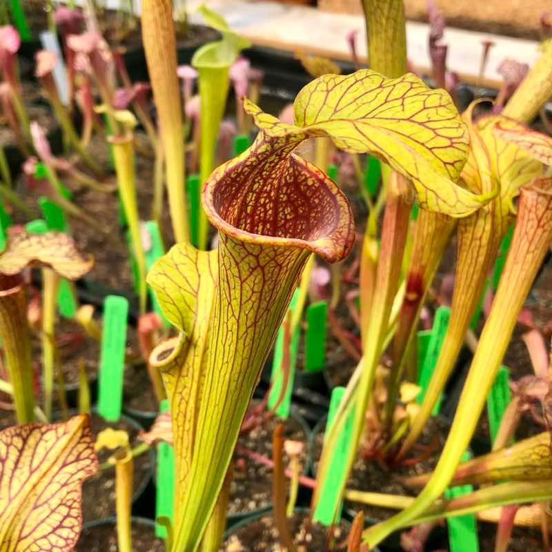 Sarracenia The Kraken x Extreme Green for Sale